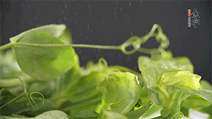 豌豆尖洗凈，切斷備用。